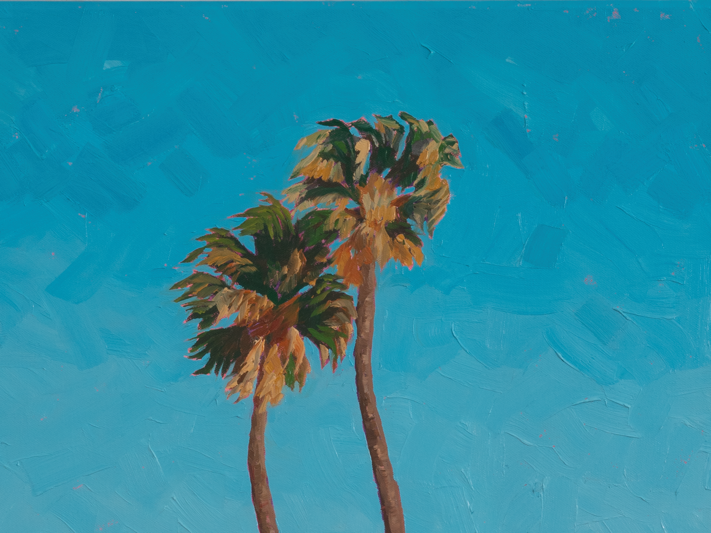 2 California Palms